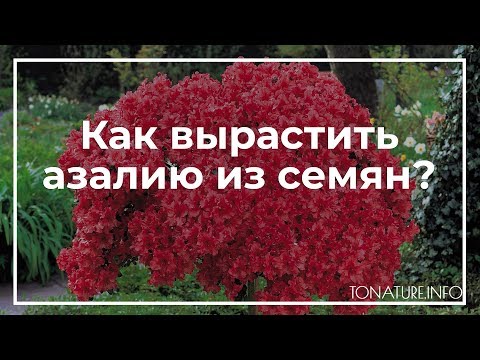 Азалия из семян в домашних условиях