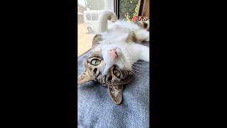 リラックスタイム✨ #shorts #cat #catvideos #保護猫 #子ネコ #catlove #relaxtime #リラックスタイム #いやし #ねこ #里親猫