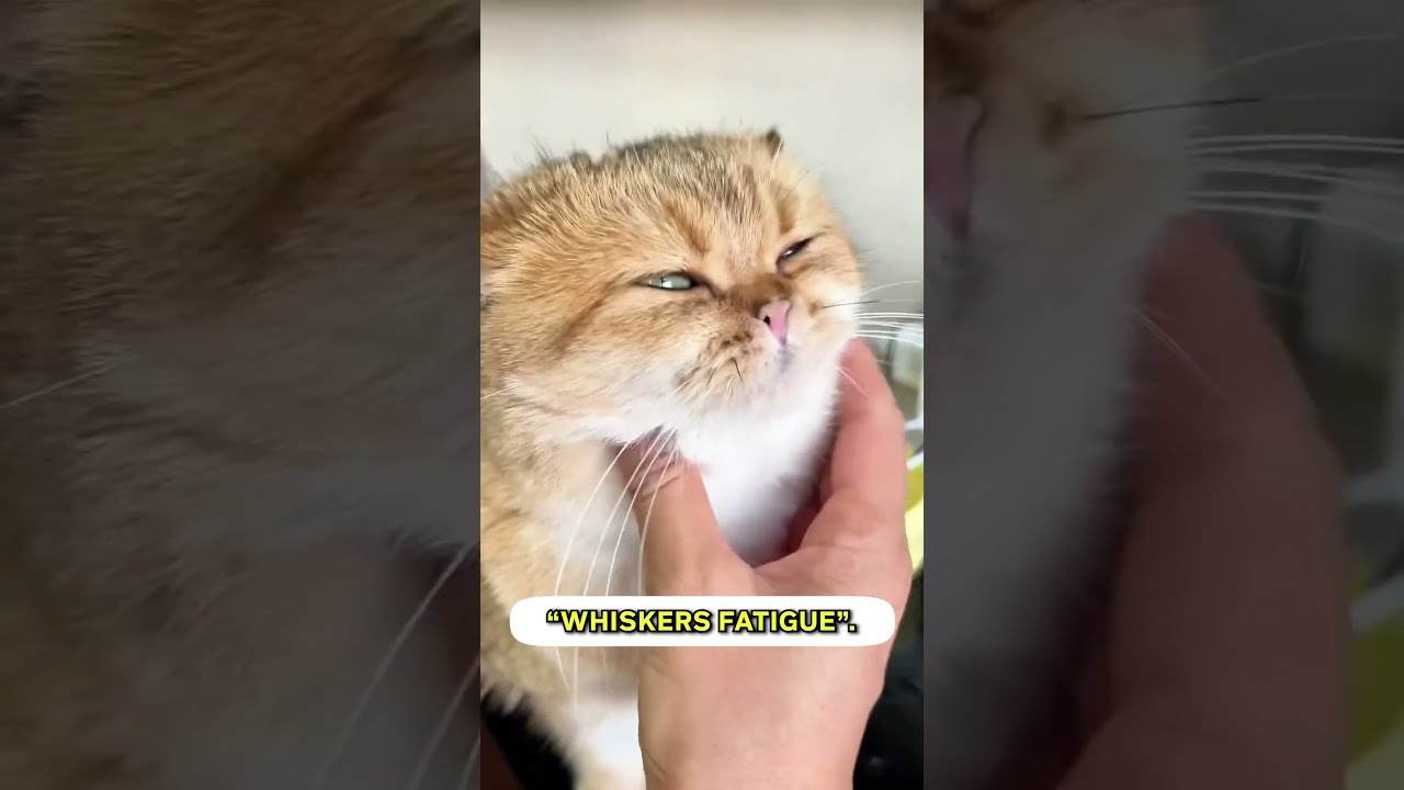 Have You Heard Of “Whiskers Fatigue”? 😵