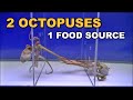 Octopus Competing For Food – Behavior Observation Experiment