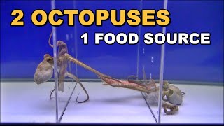 Octopus Competing For Food – Behavior Observation Experiment