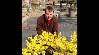 Show  and Tell Gold Tide Forsythia