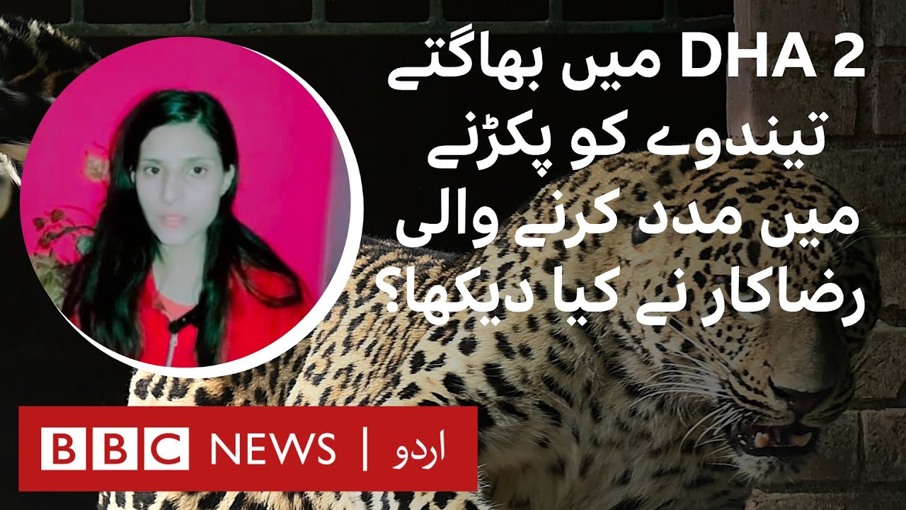 Leopard in DHA 2 Islamabad: What did the rescue volunteer see? - BBC URDU