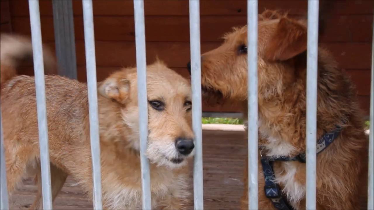 Schronisko dla zwierząt w Sokółce