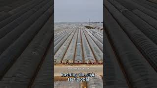 Fresh Fruits &amp; Vegetables Export from China | Shuangwen Fruit &amp; Veg