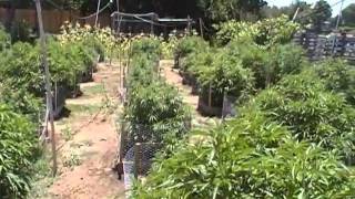 MY medical marijuana outdoor garden PART 5 2011 season
