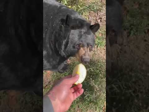 Feeding Apples To