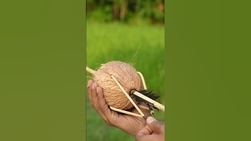 DIY Coconut Shell Arrow! Unique & Easy to Make! 🏹✨