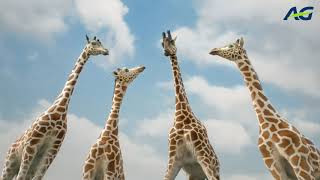 Giraffe - Ag Brand Campaign