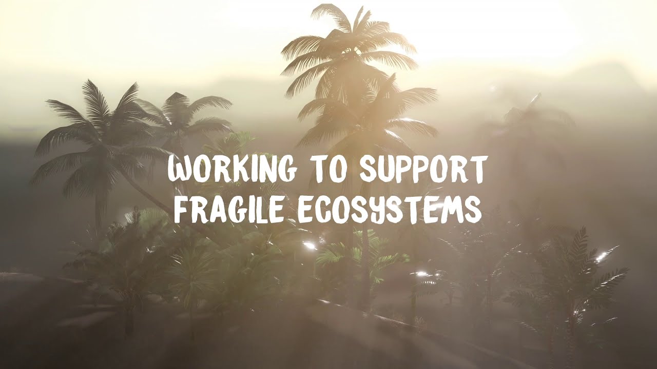 The Coconut Collaborative Sustainability Approach YouTube