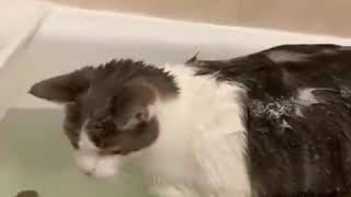 Funny Cat Trying Not to Laugh Funny Videos of Cats 2020