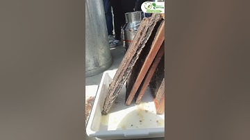 Uncapping Honey comb | Honey Extraction Satisfying | Uncapped honey comb #shorts #beekeeping