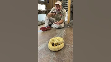 Albino Rattlesnake #shorts