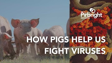 From farm to frontline: How pigs are helping us tackle viruses