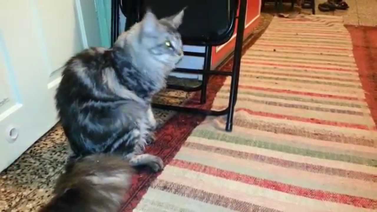 8 Month old Maine Coon Kitten Playing YouTube