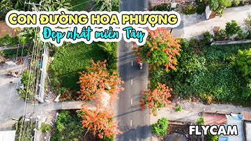 Con đường hoa Phượng đẹp nhất miền Tây | Trải dài gần 7km dọc theo quốc lộ ở Hậu Giang