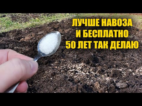 1 Ложка на ведро воды и земля как новая! Пролейте этим землю для обильного урожая всего!