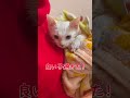 あんなに細かった弟猫がデカくなりすぎた結果…