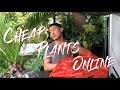Cheap plants haul and rescue