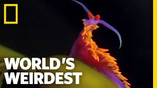 Amazing Sting Defense | World's Weirdest