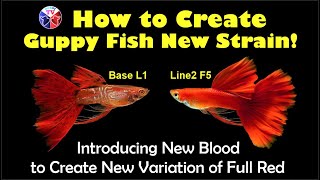 How to Make Guppy Fish New Strain: Introducing New Blood to Create Different Variation of Full Red!