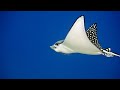 Spotted eagle rays can fly through the water  oceana