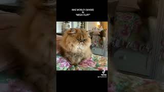 23 11 24 Persian kitty, Maisie, in MEGAFLUFF #cat #catlover #pet #kitten