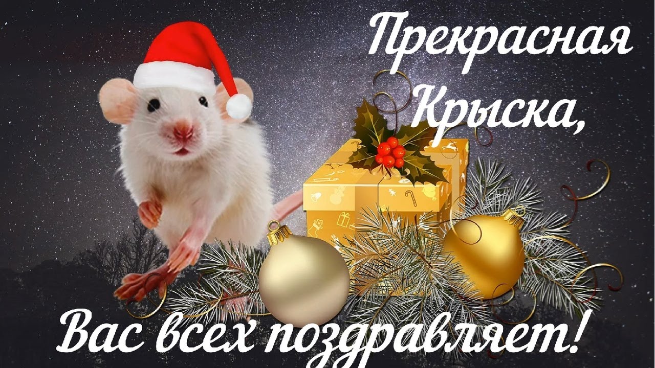 Новогодние Поздравления Исповедь Мышки