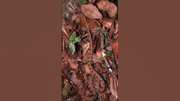 Rắn độc nằm trên lớp lá khô, cực kỳ nguy hiểm | @thegioiran