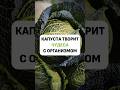 Что будет, если есть капусту каждый день #здоровье #питание #правильноепитание #капуста