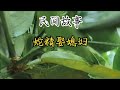 蛇精娶媳妇#民間故事合集 #民間故事