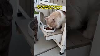 MyHonest First ImpressionOf This Wooden Cat House#cat #pets #catvideo #petlover #petshub #catlife