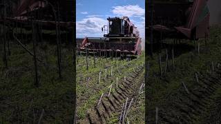 УБОРКА ПОДСОЛНЕЧНИКА В МАЕ! Гибрид Куба #agro#agriculture#деревня#село#оренбург#весна#мтз#кфх#уборка