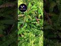 Amazon Jungle 🌿 Tribal Deep House Journey #deephouse #tribalhouse #velnox
