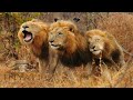 The story of the Selati coalition of male lions