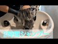 最高のシャンプーASMR【最長2時間】Relax Shampoo