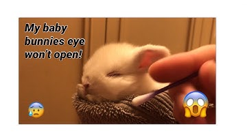 How to treat nest box eye