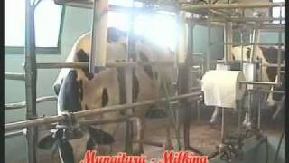 Agriturismo Palazzo Vecchio: la mungitura delle mucche selezionate per il latte Mugello