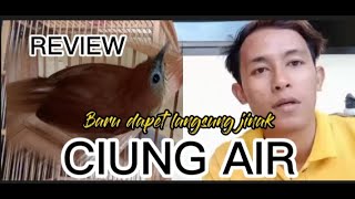 REVIEW BURUNG CIUNG AIR || Baru dapat langsung jinak dan mau makan