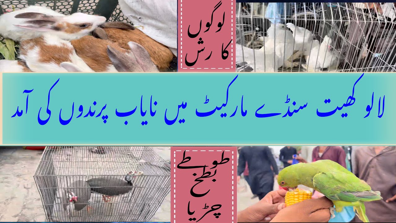 Birds Market Lalukhet Sunday latest Update 2022 sunday vlog YouTube