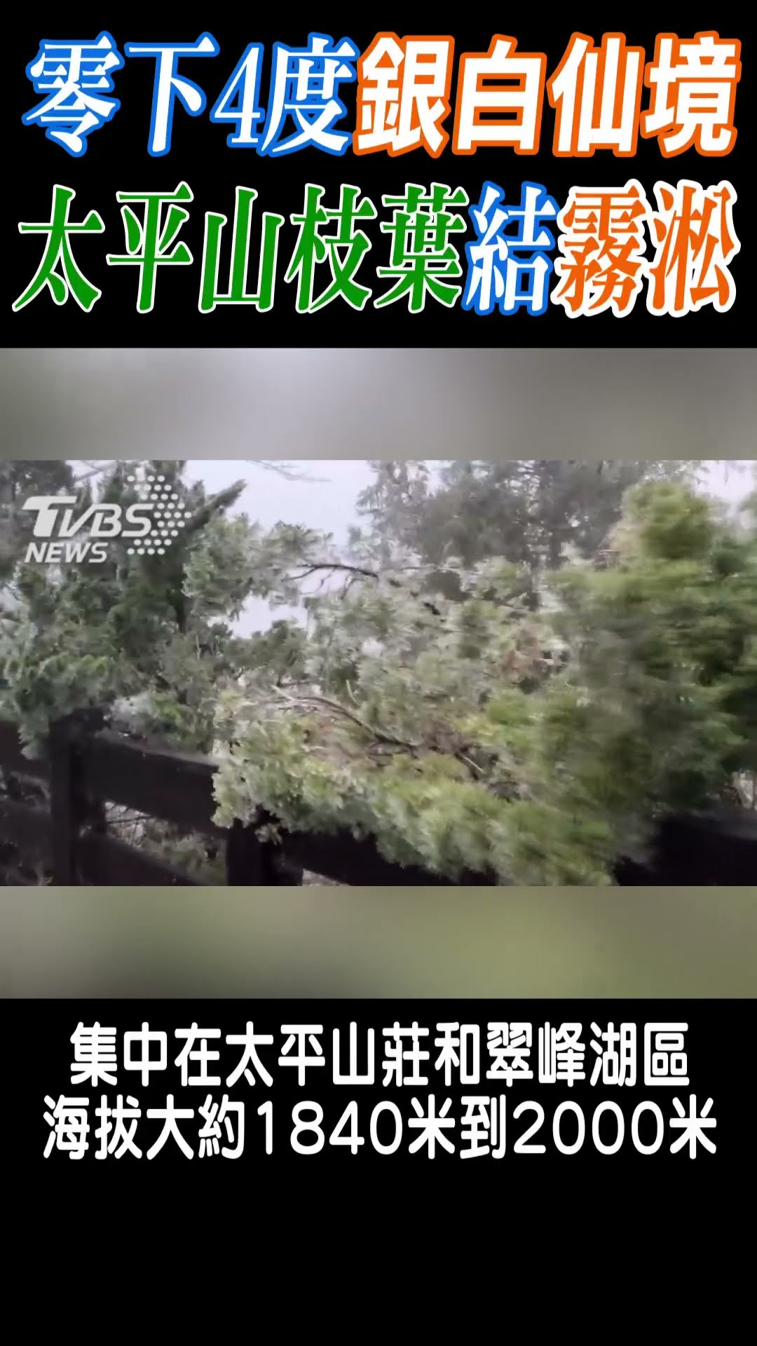 零下4度銀白仙境 太平山枝葉結「霧淞」 ｜TVBS新聞 #shorts@TVBSNEWS01