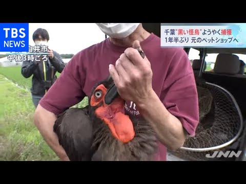 千葉 黒い怪鳥 ようやく捕獲 １年半ぶり元のペットショップへ Youtube