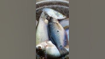 Phân biệt cá sặc đồng. #tamnguyenvlogs #xuhuongyoutube #xuhuong 2026 #shorts.