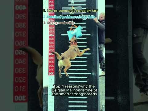 #dogshorts #malinois #malinoismonday #dogs #k9master #dogvideos #pets #dogs thumbnail
