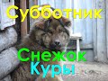 Продолжаем убирать хутор | Деревенский | Свалка | Снежок счастливый пес | Клещи проснулись | Напали