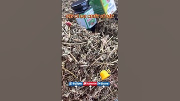 Giải Độc Gan Cà Gai Leo tăng cường chức năng gan