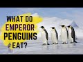 What Do Emperor Penguins Eat - Unveiling Their Diet &amp; Hunting Techniques!