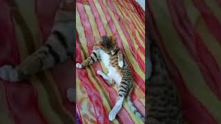 #funny 🤭🤣meaw 🤣