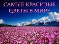 Автор ролика Виталий Тищенко (Ростов-н/Д). Самые красивые цветы в мире