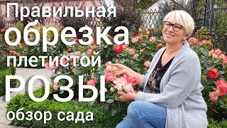 Лучшие МНОГОЛЕТНИКИ для сада . Правильная обрезка  ПЛЕТИСТОЙ  РОЗЫ + обзор КРАСИВОГО САДА .